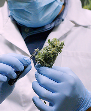 Vegetative
