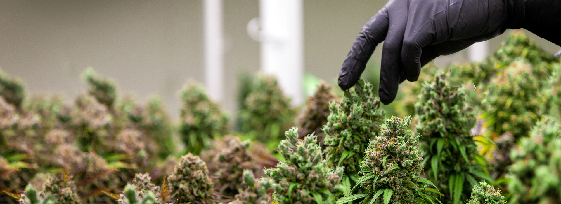 Medical Marijuana