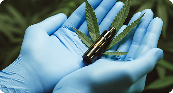 Cannabis sativa