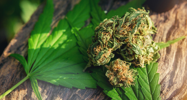 Cannabis ruderalis